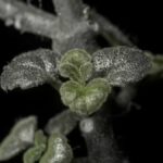 Understanding Lyposingrass: Origins, Function, and the Future of a Novel Botanical Compound
