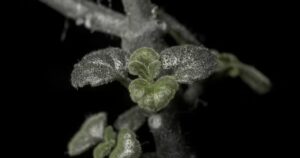 Understanding Lyposingrass: Origins, Function, and the Future of a Novel Botanical Compound